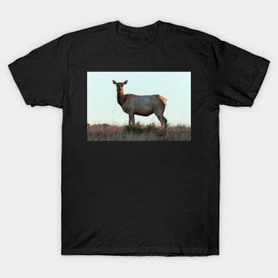 Tule Elk Cow T-Shirt